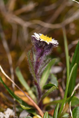 Erigeron humilis