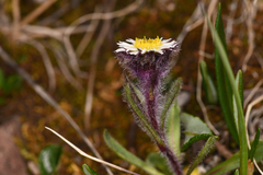 Erigeron humilis