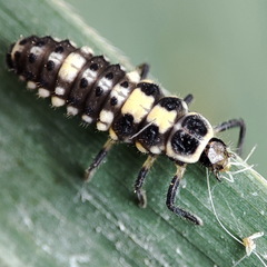 Propylea quatuordecimpunctata