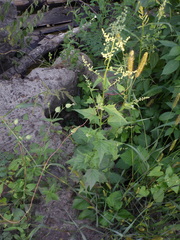 Chenopodiastrum hybridum