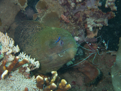 Gymnothorax javanicus