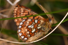 Boloria eunomia