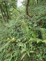 Crepis pyrenaica