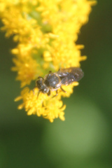 Coelioxys