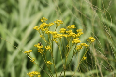 Patrinia scabiosifolia