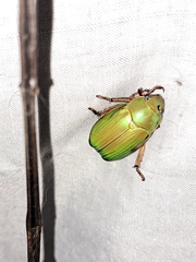 Chrysina