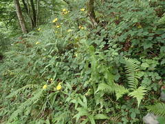 Crepis pyrenaica