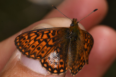 Boloria eunomia