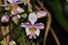 Papilionanthe