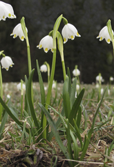Leucojum vernum