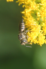 Coelioxys