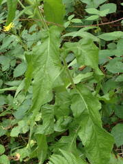 Crepis pyrenaica