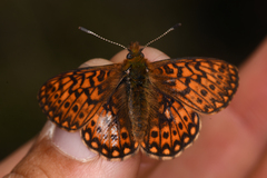 Boloria eunomia