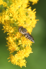 Coelioxys