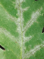 Erysiphe alphitoides