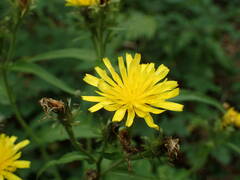 Crepis pyrenaica