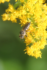 Coelioxys