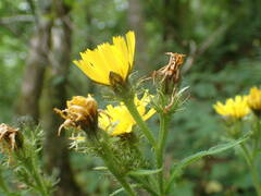 Crepis pyrenaica
