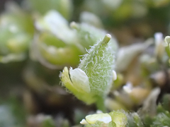 Draba