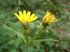 Crepis pyrenaica