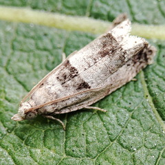 Epinotia ramella