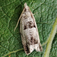 Epinotia ramella