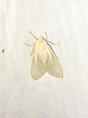 Phaegopterina