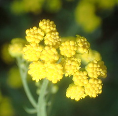 Hippia frutescens