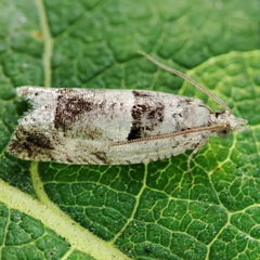 Epinotia ramella