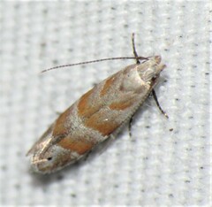 Battaristis vittella