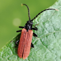 Platycis minutus