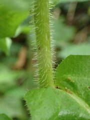 Crepis pyrenaica