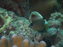 Ctenochaetus binotatus