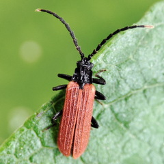Platycis minutus