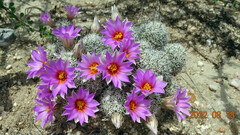 Mammillaria schumannii