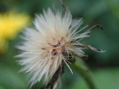 Crepis pyrenaica