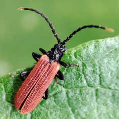 Platycis minutus