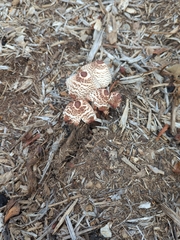 Leucoagaricus americanus