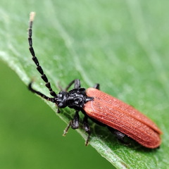 Platycis minutus