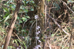 Dendrobium aphyllum