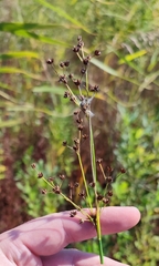 Juncus articulatus