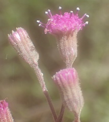 Senecio purpureus
