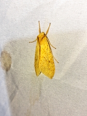 Lophocampa