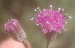 Senecio purpureus