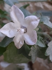 Campanula fragilis cavolinii