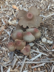 Leucoagaricus americanus