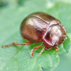 Chrysolina staphylaea