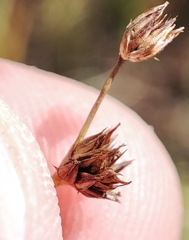 Juncus articulatus