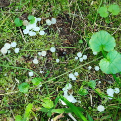 Delicatula integrella