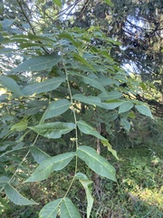 Fraxinus nigra